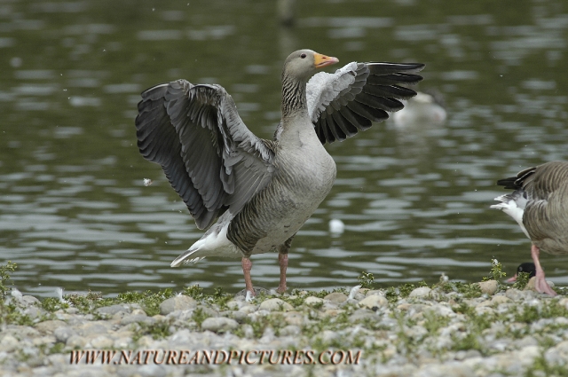 greylag goose, greylag geese-2.jpg - GREYLAG GOOSE - SLIMBRIDGE - 10.6.07